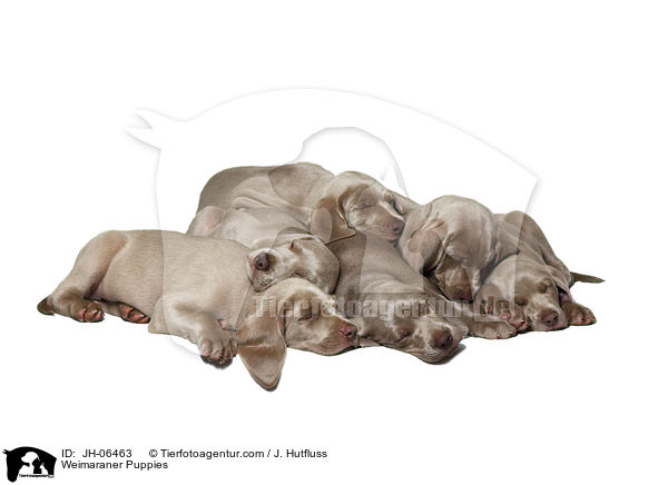 Weimaraner Welpen / Weimaraner Puppies / JH-06463