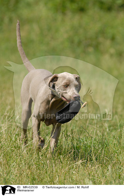 Weimaraner mit Futterbeutel / Weimaraner / MR-02539