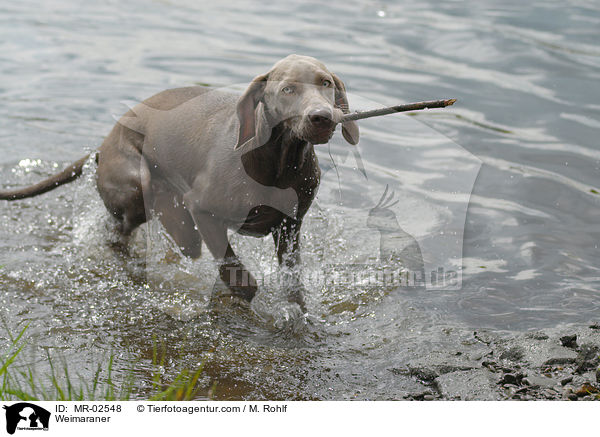Weimaraner / Weimaraner / MR-02548