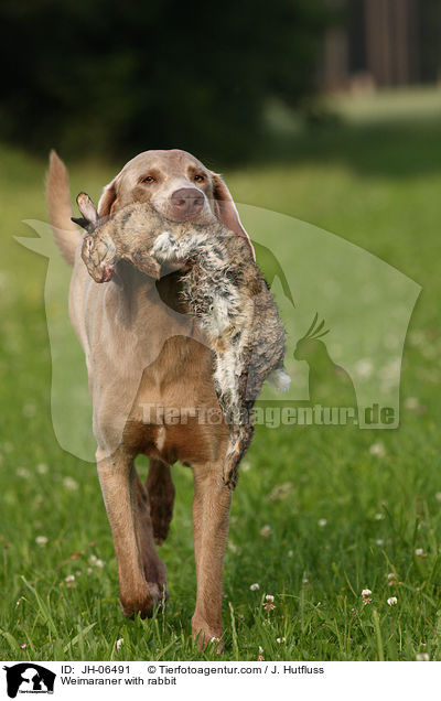 Weimaraner mit Kaninchen / Weimaraner with rabbit / JH-06491