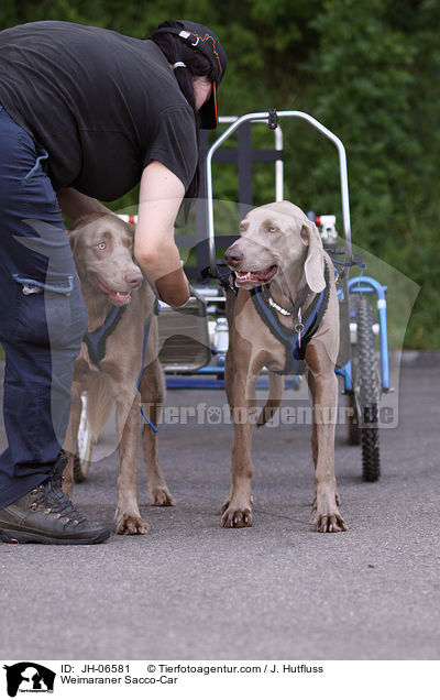 Weimaraner Sacco-Car / Weimaraner Sacco-Car / JH-06581