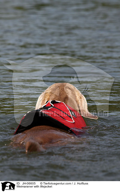 Weimaraner mit Schwimmweste / Weimaraner with lifejacket / JH-06605