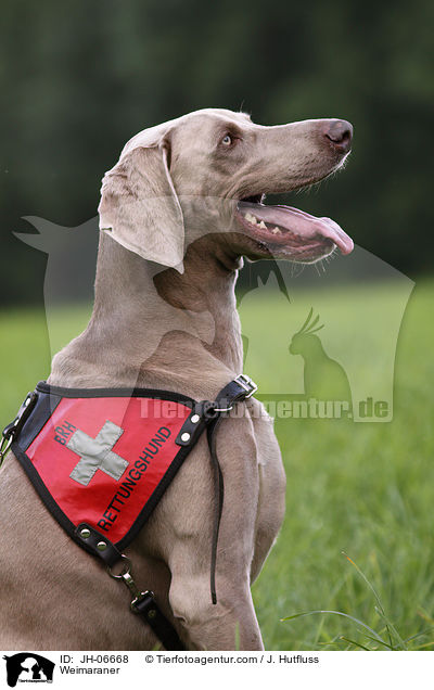 Weimaraner / Weimaraner / JH-06668