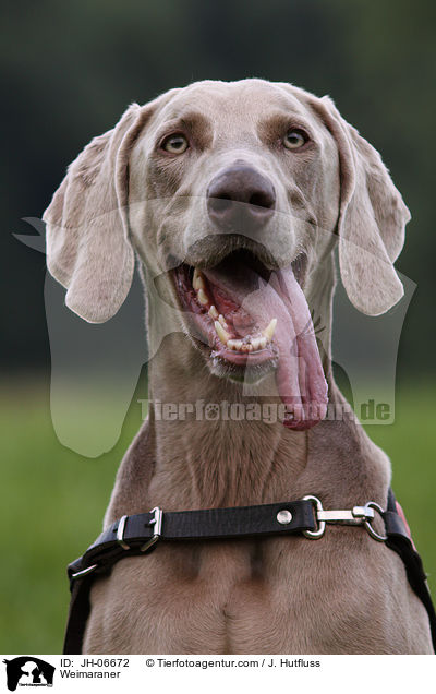 Weimaraner / Weimaraner / JH-06672