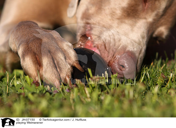 playing Weimaraner / JH-07150
