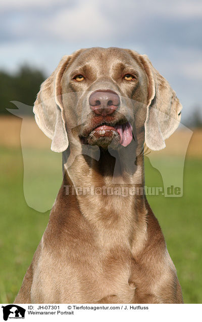 Weimaraner Portrait / Weimaraner Portrait / JH-07301