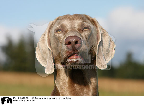 Weimaraner Portrait / Weimaraner Portrait / JH-07303