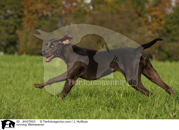 rennender Weimaraner / running Weimaraner / JH-07603