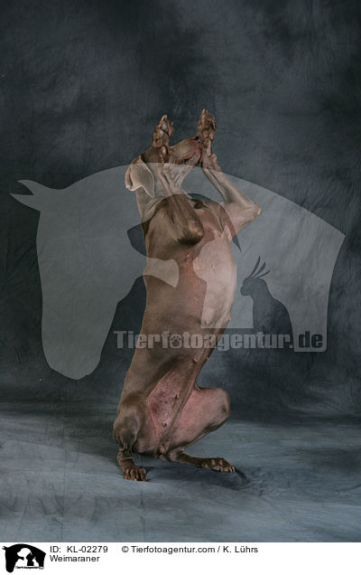 Weimaraner / Weimaraner / KL-02279
