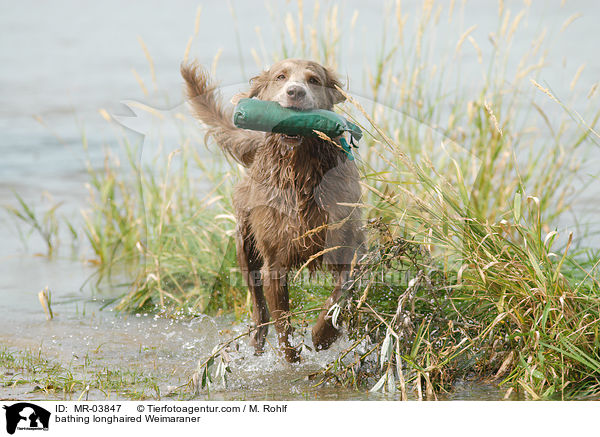 badender Langhaarweimaraner / bathing longhaired Weimaraner / MR-03847