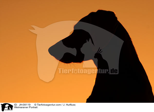 Weimaraner Portrait / Weimaraner Portrait / JH-08119