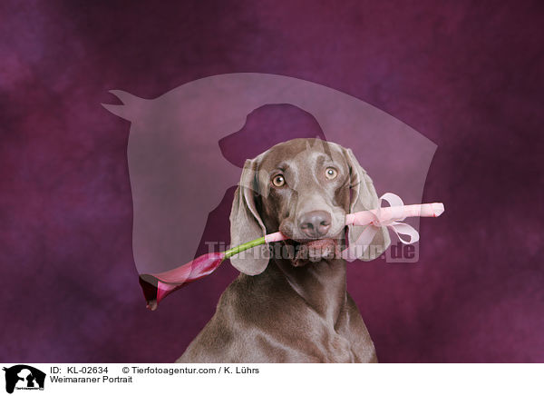 Weimaraner Portrait / KL-02634