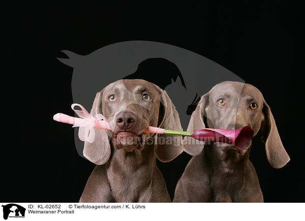 Weimaraner Portrait / Weimaraner Portrait / KL-02652