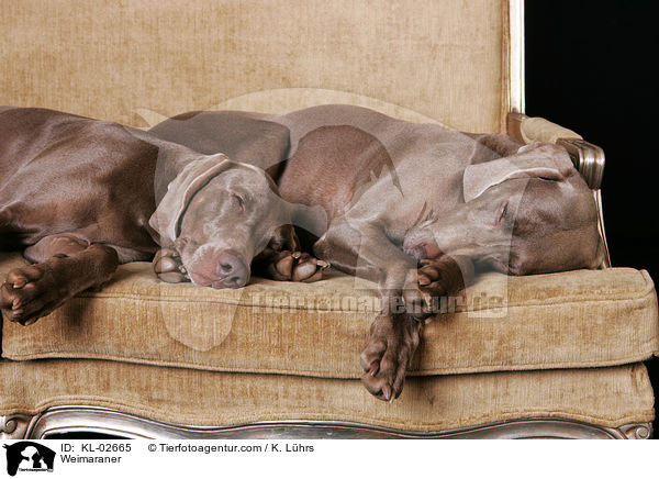 Weimaraner / Weimaraner / KL-02665