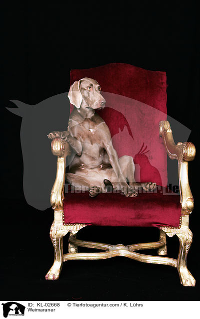 Weimaraner / Weimaraner / KL-02668