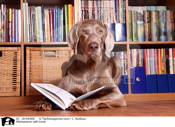 Weimaraner mit Buch / Weimaraner with book / JH-08368