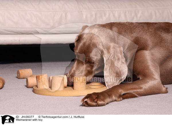 Weimaraner mit Intelligenzspielzeug / Weimaraner with toy / JH-08377