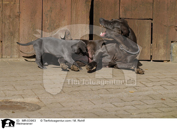 Weimaraner / Weimaraner / MR-03963