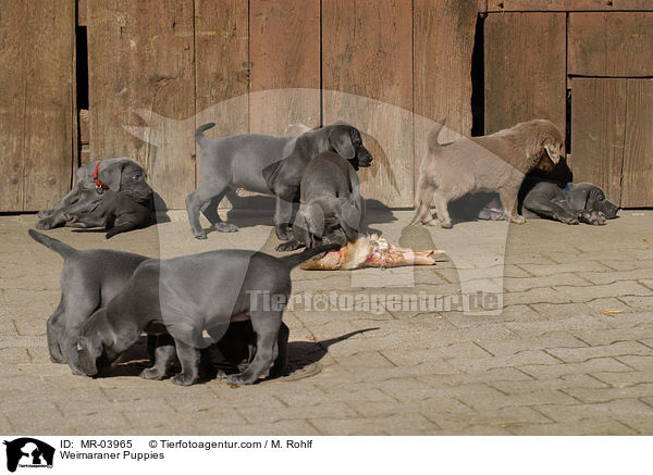 Weimaraner Welpen / Weimaraner Puppies / MR-03965