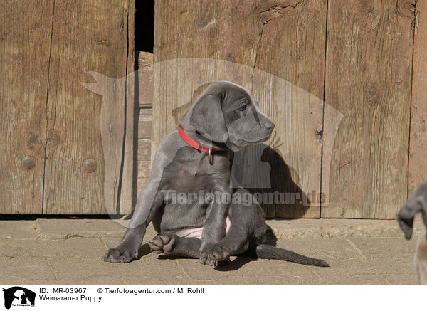 Weimaraner Welpe / Weimaraner Puppy / MR-03967