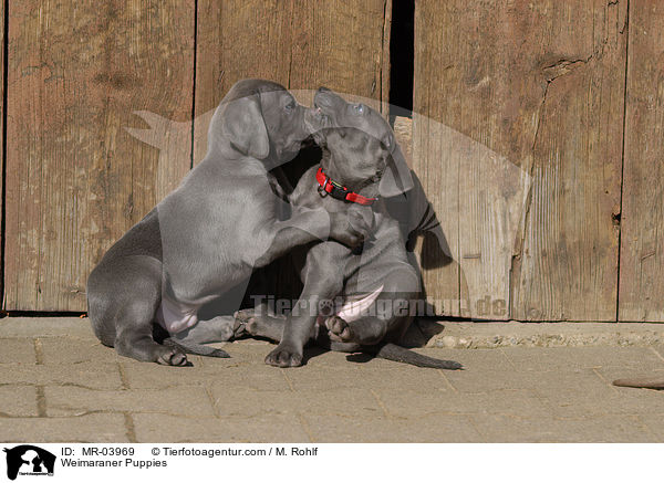 Weimaraner Welpen / Weimaraner Puppies / MR-03969