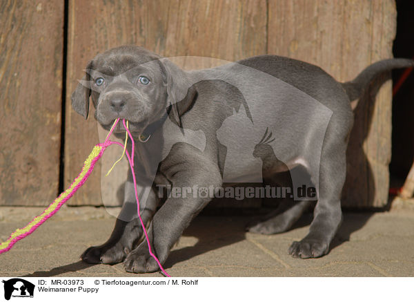 Weimaraner Welpe / Weimaraner Puppy / MR-03973