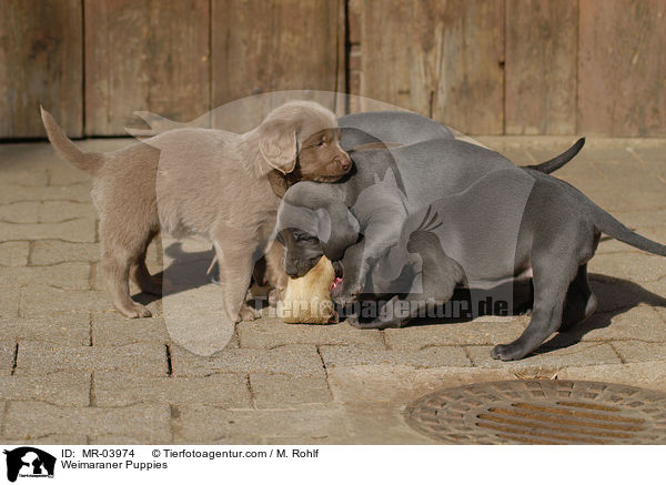 Weimaraner Welpen / Weimaraner Puppies / MR-03974