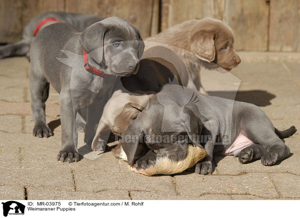 Weimaraner Welpen / Weimaraner Puppies / MR-03975