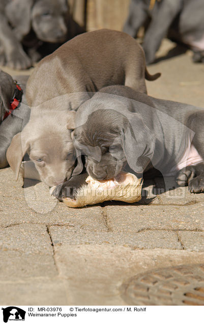 Weimaraner Welpen / Weimaraner Puppies / MR-03976