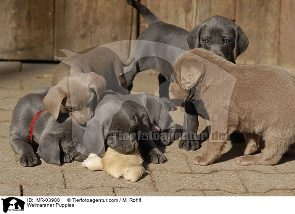 Weimaraner Welpen / Weimaraner Puppies / MR-03980