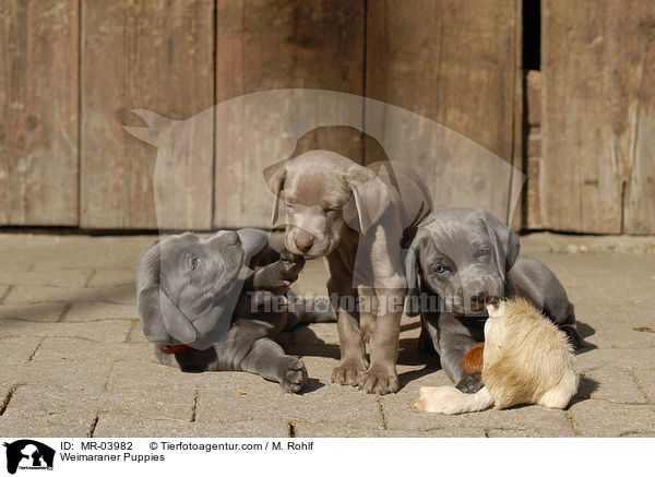 Weimaraner Welpen / Weimaraner Puppies / MR-03982