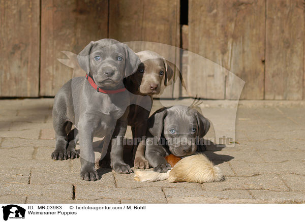 Weimaraner Welpen / Weimaraner Puppies / MR-03983