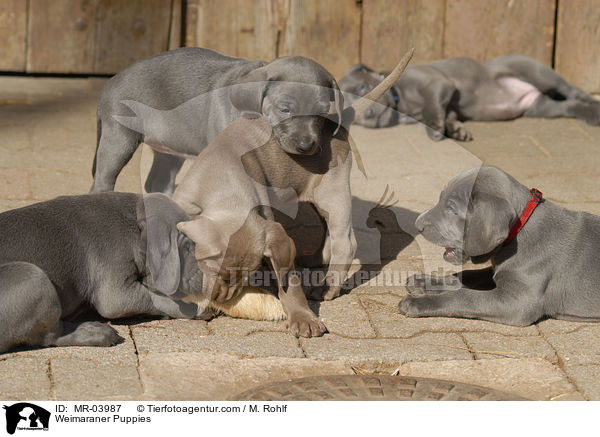 Weimaraner Welpen / Weimaraner Puppies / MR-03987