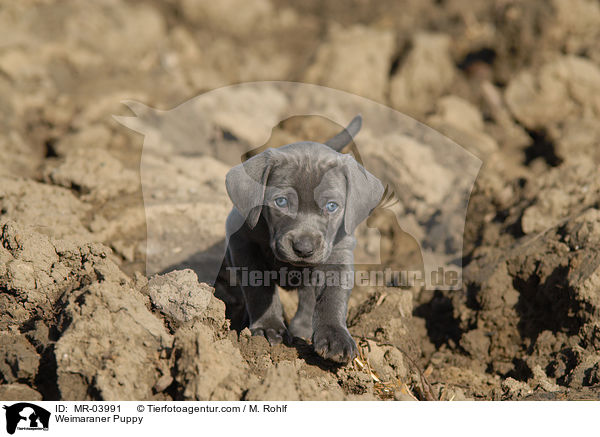 Weimaraner Puppy / MR-03991