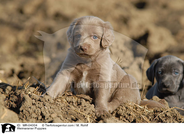 Weimaraner Welpen / Weimaraner Puppies / MR-04004