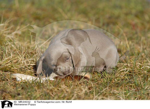 Weimaraner Welpe / Weimaraner Puppy / MR-04032