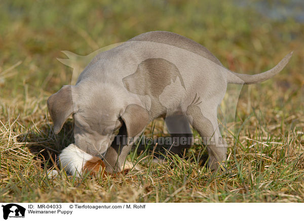 Weimaraner Welpe / Weimaraner Puppy / MR-04033
