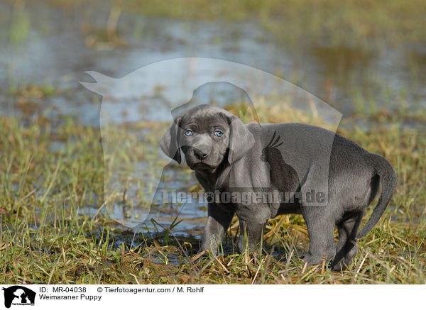 Weimaraner Welpe / Weimaraner Puppy / MR-04038