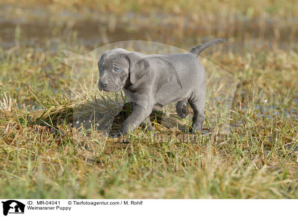 Weimaraner Puppy / MR-04041