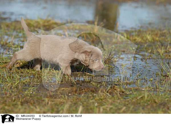 Weimaraner Welpe / Weimaraner Puppy / MR-04050