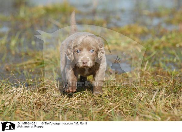 Weimaraner Puppy / MR-04051