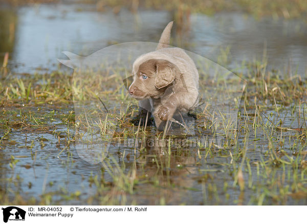 Weimaraner Puppy / MR-04052