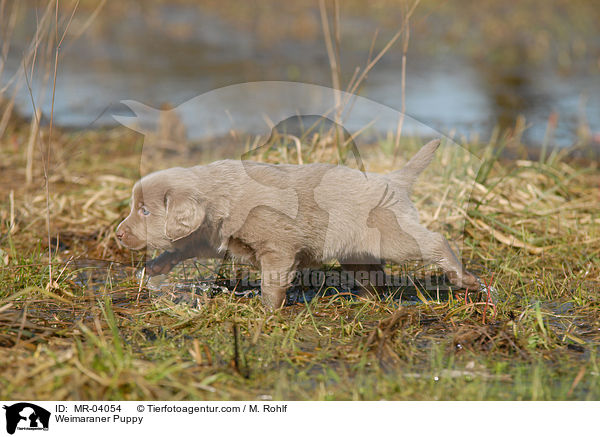 Weimaraner Puppy / MR-04054