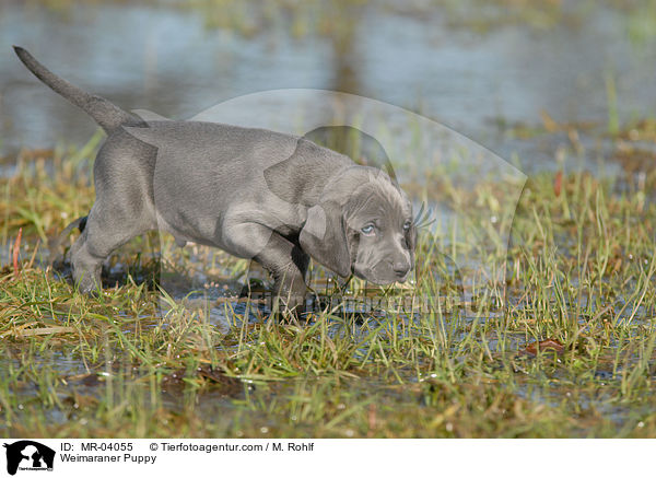 Weimaraner Puppy / MR-04055