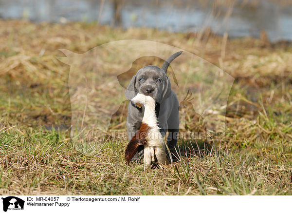 Weimaraner Welpe / Weimaraner Puppy / MR-04057