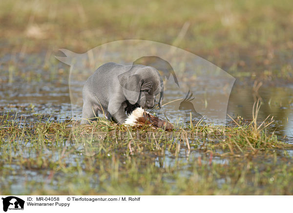 Weimaraner Welpe / Weimaraner Puppy / MR-04058