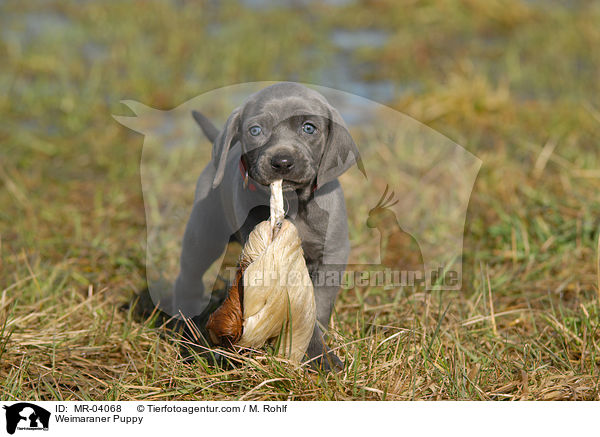 Weimaraner Welpe / Weimaraner Puppy / MR-04068