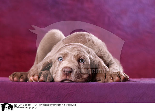 Weimaraner Welpe / Weimaraner puppy / JH-08618