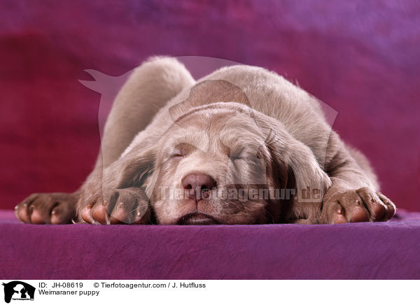 Weimaraner Welpe / JH-08619