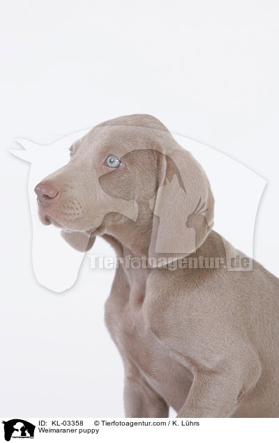 Weimaraner Welpe / Weimaraner puppy / KL-03358